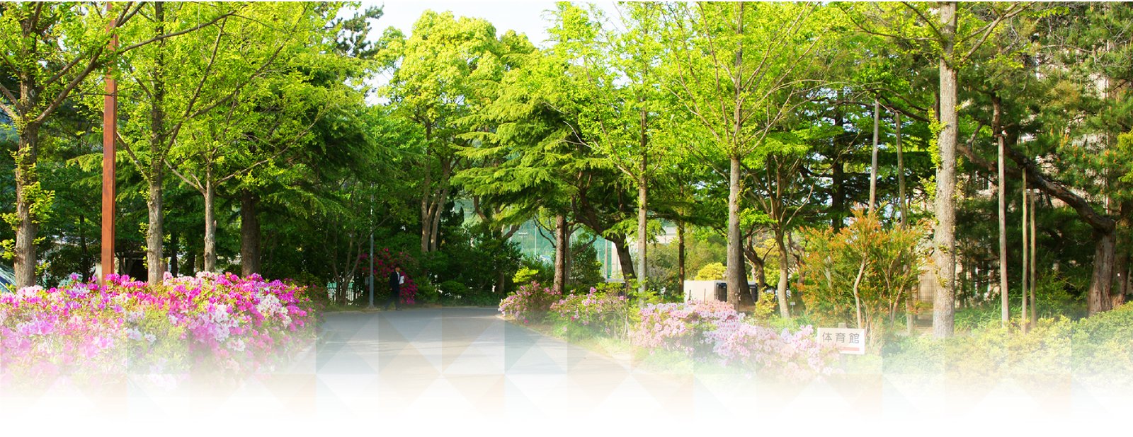 美しい緑の学園