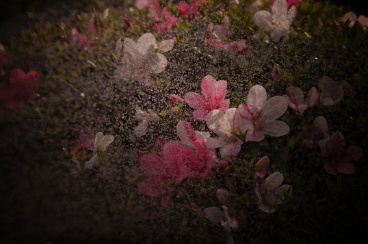 特選作品  「神秘」　郷原澪哉