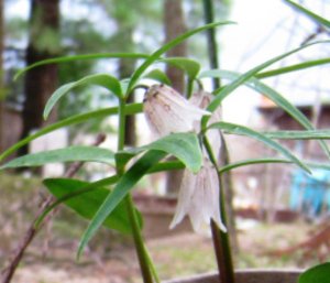 イズモコバイモ